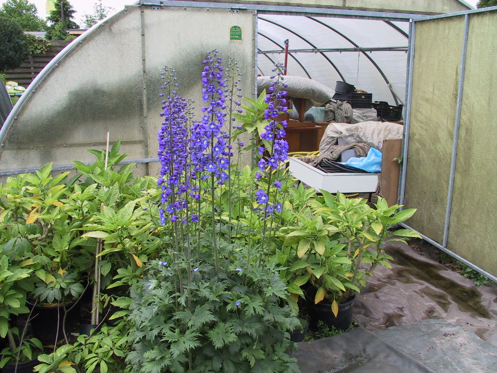 Delphinium cultorum in Farben - Mutter=Elmfreude.jpg